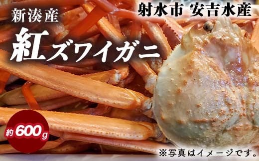 【おすすめ】紅ズワイガニ 約600g【安吉水産】｜ずわい蟹 ずわいガニ ズワイガニ 紅ズワイガニ 約600g ※離島への配送不可 ※2025年9月中旬～2026年3月下旬頃に順次発送予定 ※発送まで1か月以上かかる場合があります。