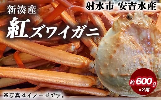 紅ズワイガニ 約600g×2尾【安吉水産】|ずわい蟹 ずわいガニ ズワイガニ 紅ズワイガニ ※離島への配送不可 ※2025年9月中旬~2026年3月下旬頃に順次発送予定 ※発送まで1か月以上かかる場合があります。