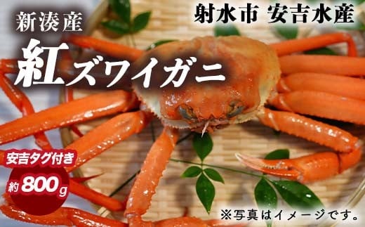 【おすすめ】紅ズワイガニ 約800g(安吉タグ付き)【安吉水産】|ずわい蟹 ずわいガニ ズワイガニ 紅ズワイガニ 約800g ※離島への配送不可 ※2025年9月中旬~2026年3月下旬頃に順次発送予定 ※発送まで1か月以上かかる場合があります。