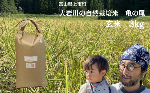 [令和7年産]米 上市町産 大岩川の自然栽培米 亀の尾(玄米)3kg [有吉自然農場] お米 コメ ご飯 ごはん 亀の尾 富山県産