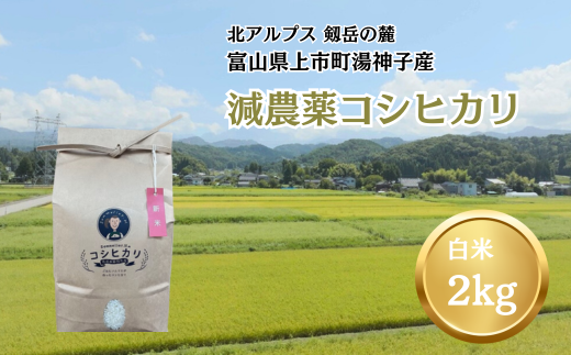 【令和7年産】減農薬 上市町湯神子産コシヒカリ（白米）2kg　 [ソムリエH 富山県 上市町 32280234-r6-01] 　お米 コメ ご飯 ごはん 白米ご飯 白米ごはん こしひかり