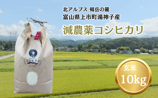 【令和7年産】減農薬 上市町湯神子産コシヒカリ（玄米）10kg　 [ソムリエH 富山県 上市町 32280233-r6-03] 　お米 コメ ご飯 ごはん 玄米ご飯 玄米ごはん こしひかり