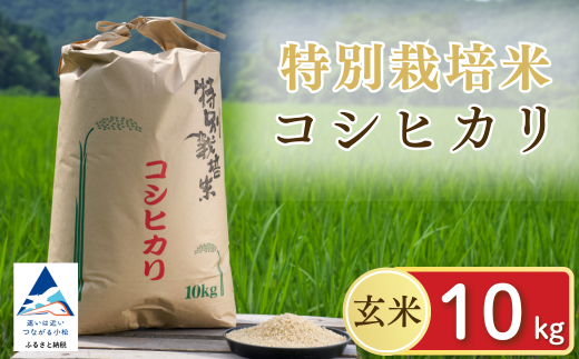 [令和7年産先行予約]げんき米 コシヒカリ 玄米 10kg 米 こめ お米 石川県産 小松市産[エコファーム北陸]