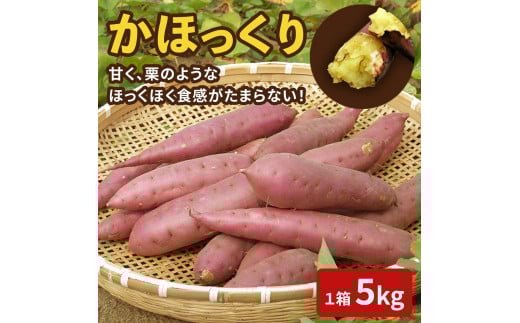 【先行予約】【2025年収穫分】かほっくり 5kg (1箱)さつまいも |  芋 5キロ 甘い ホクホク 甘味 スイーツ 焼き芋 国産 さつま芋 スイートポテト 大学芋