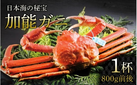 【先行予約】加能ガニ 1杯(800g前後)【2026年1月中旬より順次発送】| 加能がに ズワイガニ かに カニ 蟹 ボイル 姿 ずわいがに 冷蔵 800グラム 魚介類 魚介 海鮮 国産 雄 オス