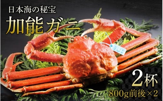 【先行予約】加能ガニ 800g前後 × 2杯 計 1.6kg【2026年1月中旬より順次発送】|  加能がに ズワイガニ かに カニ 蟹 ボイル 姿 ずわいがに 冷蔵 800グラム 1.6キロ 魚介類 魚介 海鮮 国産 雄 オス