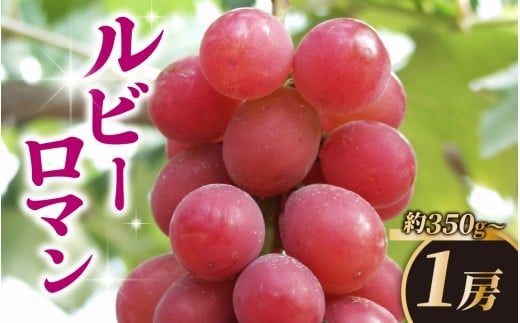 【先行予約 2026年収穫分】ルビーロマン 1房 約350g(お試しサイズ)【2026年8月中旬より順次発送】