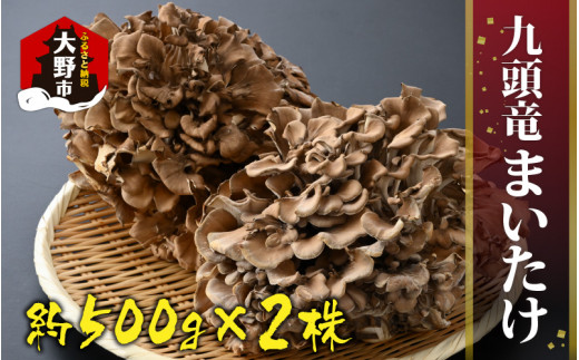 九頭竜まいたけ 2株入り