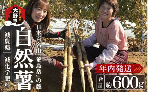 【先行予約】年内発送！日本百名山「自然薯　荒島岳」約600g【2025年11月20日より順次発送】 [A-041001]