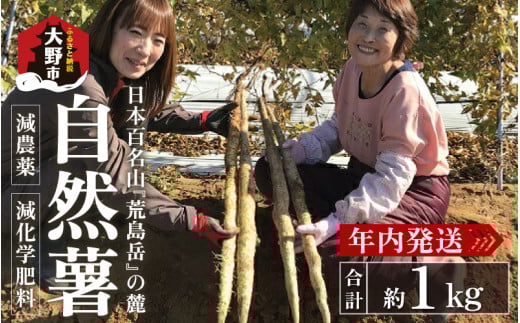 【先行予約】年内発送！日本百名山「自然薯　荒島岳」約1kg【2025年11月20日より順次発送】 [C-041001]