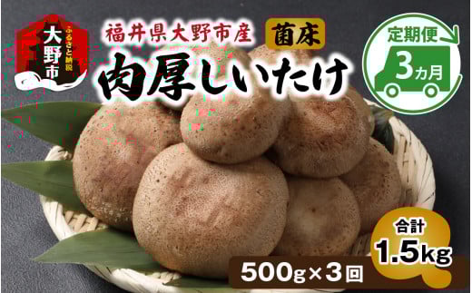 【3ヵ月定期便】菌床肉厚しいたけ(福井県大野市産)500g×3回 計1.5kg