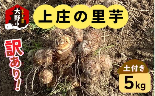 【先行予約】訳あり！上庄の里芋　5kg【土付】【11月～出荷】