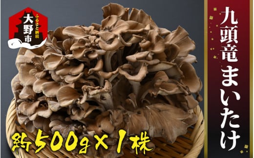 九頭竜まいたけ 1株入り