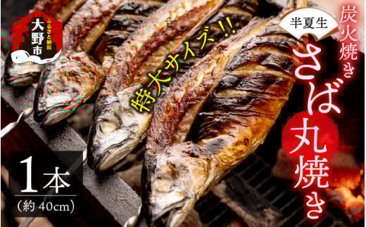 【先行予約】魚屋直送!大野名物 炭火焼き 半夏生さば(丸焼きさば)1本【2026年6月28日~7月10日お届け】