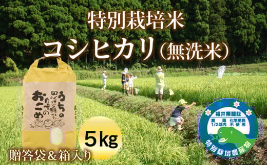 【令和5年度産】特別栽培米コシヒカリ（無洗米）５㎏　ご贈答袋＆箱入り