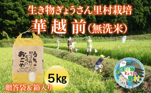 【令和5年度産】生き物ぎょうさん里村栽培 華越前（無洗米）5㎏ ご贈答袋＆箱入り【事業者緊急支援】