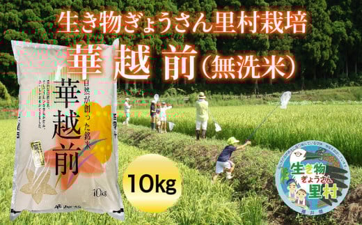 先行予約【令和6年度産】生き物ぎょうさん里村栽培 華越前（無洗米）10㎏ ビニール袋入り