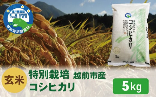【令和6年度新米 玄米】特別栽培 越前市産コシヒカリ 5kg