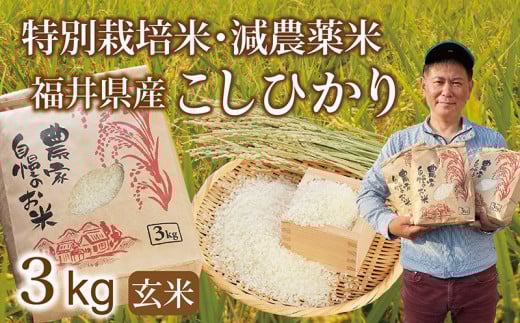 〈先行予約・新米〉減農薬米 こしひかり 3kg ／令和6年福井県産 （玄米）2024年10月発送 人気品種 少量サイズ便利