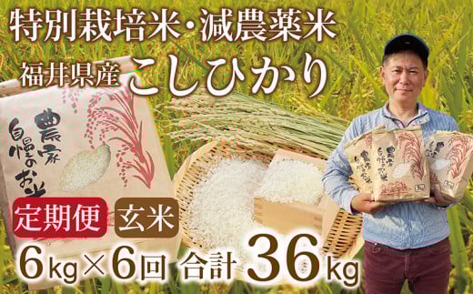 〈先行予約・新米〉【定期便６回】減農薬米 こしひかり 6kg(3kg×2袋) ／令和7年 福井県産 （玄米）2025年10月発送 人気品種 少量サイズ便利