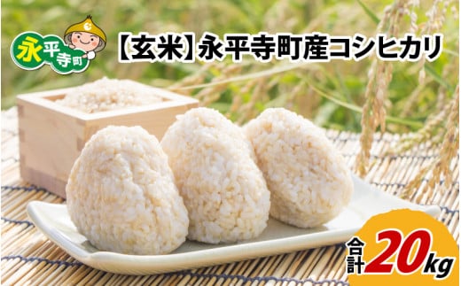 【玄米】 令和5年度産 永平寺町産 コシヒカリ 20kg  [D-033080]