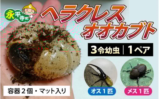 【先行予約】ヘラクレスの三令幼虫 オス・メス 各1匹 【2026年4月以降順次発送】※発送前に在宅確認の電話連絡をいたします[B-049001] 　/　 福井 福井県 ドリームビートル 永平寺
