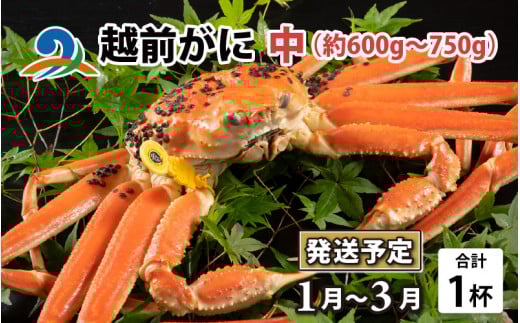 【先行予約】越前がに 中 （約600g～750g） 1杯【2026年1月～3月発送】ズワイガニ ずわいがに ズワイ蟹 越前ガニ ボイル 刺身 蟹 鍋 しゃぶしゃぶ 冷蔵  カニ 鍋 冬 海鮮 かに 国産 南越前町 福井県　送料無料