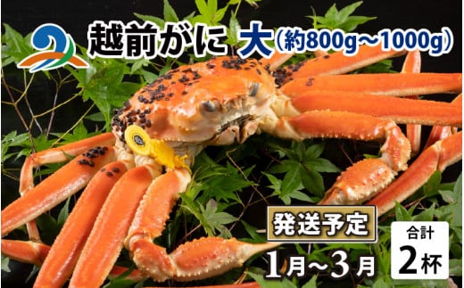【先行予約】越前がに 大 （約800g～1000g） 2杯【2026年1月～3月発送】 ズワイガニ ずわいがに ズワイ蟹 越前ガニ ボイル 刺身 蟹 鍋 しゃぶしゃぶ 冷蔵  カニ 鍋 冬 海鮮 かに 国産 南越前町 福井県　送料無料