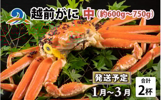 【先行予約】越前がに 中 （約600g～750g） 2杯【1月～3月発送】 ズワイガニ ずわいがに ズワイ蟹 越前ガニ ボイル 刺身 蟹 鍋 しゃぶしゃぶ 冷蔵  カニ 鍋 冬 海鮮 かに 国産 南越前町 福井県　送料無料