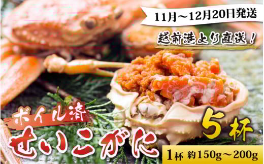 【先行予約】越前港より直送！ せいこがに（約150～200g）5杯※発送前に在宅確認の電話連絡をいたします!【11月～12月20日発送予定】 セイコガニ せいこ蟹 セコガニ 雌 ずわいがに せいこがに かにみそ カニ味噌 越前ガニ ボイル 刺身 蟹 鍋 しゃぶしゃぶ 冷蔵 カニ 鍋 海鮮 かに 国産 南越前町 送料無料