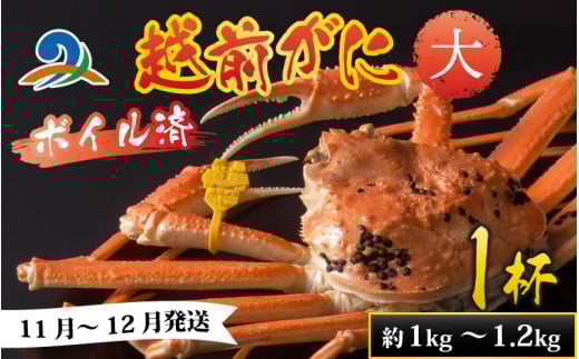 【先行予約】越前港より直送！ 越前がに 大 (約1kg～1.2kg) 1杯※発送前に在宅確認の電話連絡をいたします!【11月～12月発送予定】 ズワイガニ ずわいがに ズワイ蟹 越前ガニ ボイル 刺身 蟹 鍋 しゃぶしゃぶ 冷蔵  カニ 鍋 海鮮 かに福井県 南越前町 送料無料