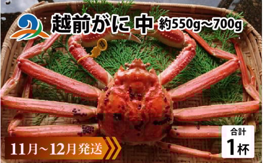 【先行予約】越前がに 中 (約550g～700g)×1杯【11月～12月発送】