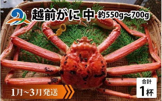 【先行予約】越前がに 中 (約550g～700g)×1杯【1月～3月発送】