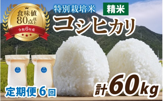 【6ヶ月連続お届け】【令和7年産】南条米 新米 特別栽培米コシヒカリ 真空パック 精米 10kg(5kg×2袋)×6ヶ月 (計60kg) 精米｜ お米の定期便