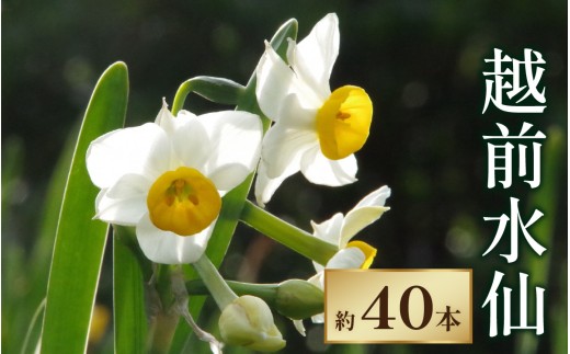 【先行予約】越前水仙 生花（切花） 約40本【12月1日より順次発送】 花 生花 切花 水仙 40本 越前水仙 すいせん スイセン  国産 冬 お正月 華道 アレンジメント 年越し めでたい 南越前町 福井県 県花 送料無料