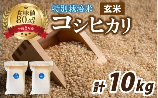 【 令和7年産 新米 】南条米 特別栽培米コシヒカリ 真空パック 玄米 10kg(5kg×2袋)