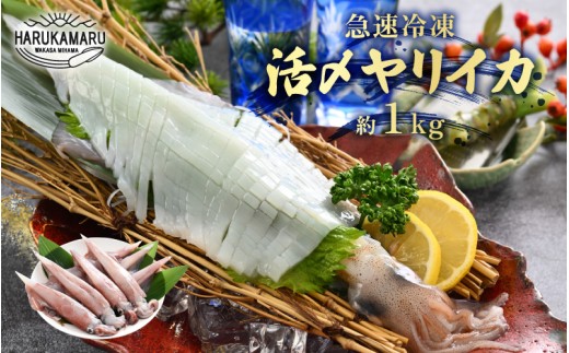 【先行予約】イカ お刺身で食べる 天然 ヤリイカ 約1kg 入手困難 活きたイカをご提供している漁師が活〆！【2026年2月中旬以降順次発送予定】急速冷凍 鮮度格別！若狭湾 福井 地物 海鮮 個別包装 真空パック 刺身 イカ丼 いか丼 焼きイカ 焼きいか 姿焼き 煮付け フライ 炒め物 [m36-b009]