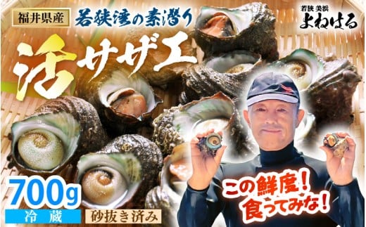 若狭湾の素潜り 天然 活サザエ 合計約700g (6～10個) 説明書付き【サザエ さざえ 貝 天然 海産物 刺身 お造り 海の幸 BBQ つぼ焼き 壺焼き 佃煮】[m17-a047]