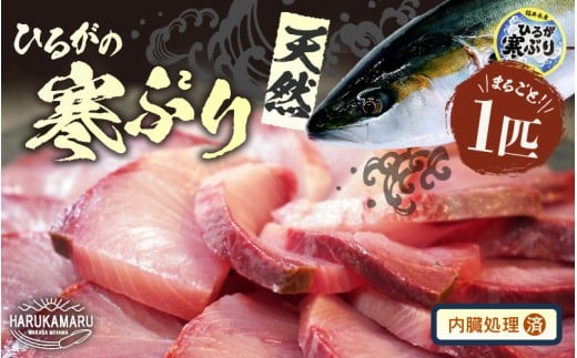 【先行予約】天然 寒ぶり 1本 (約8～9kg) 若狭湾 ひるがの寒ぶり (内臓処理あり)【2025年12月中旬以降順次発送予定】【ブランド お歳暮 贈答 ギフト プレゼント 寒ブリ ぶり ブリ 鰤 鮮魚 新鮮 生食 刺身 海鮮丼 ブリしゃぶ 日向 産地直送 冬の味覚 海鮮 冷蔵】 [m36-h003_02]