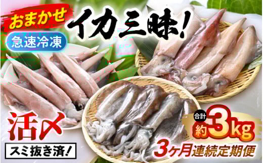 おまかせ定期便 《3ヶ月連続お届け》 計約3kg イカ 三昧！ その時期の一番良いイカをお届けします 急速冷凍 活〆 刺身 ヤリイカ ケンサキイカ アオリイカ 【入手困難 いか 烏賊 若狭湾 地物 海産物 新鮮 魚介 海鮮 イカ丼 いか丼 焼きイカ 焼きいか 真空パック】 [m36-g004]