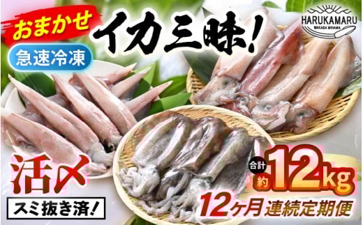 おまかせ定期便 《12ヶ月連続お届け》 計約12kg イカ 三昧！ その時期の一番良いイカをお届けします 急速冷凍 活〆 刺身 ヤリイカ ケンサキイカ アオリイカ 【入手困難 いか 烏賊 若狭湾 地物 海産物 新鮮 魚介 海鮮 イカ丼 いか丼 焼きイカ 焼きいか 真空パック】 [m36-o001]