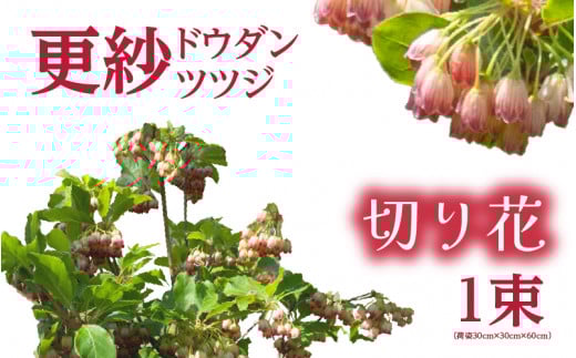 [先行予約]更紗ドウダンツツジ 切り花[2026年4月25日から5月15日まで発送][ツツジ つつじ お花 花 はな フラワー 花 切り花 植物 家庭菜園 花壇 園芸 鉢物 ][m47-a003]