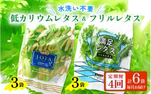 定期便 ≪4ヶ月連続お届け≫ 低カリウムレタス&フリルレタス　計6個セット 全4回 【福井県美浜町産】【野菜 生野菜 レタス サラダ サンドイッチ お弁当 水耕栽培 洗わず食べられる 時短 付け合わせ ダイエット ヘルシー】[m40-b001]