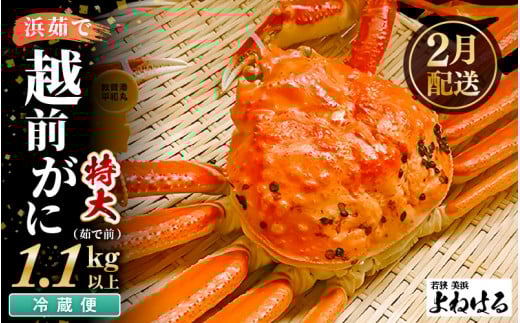 【先行予約】≪浜茹で≫ 天然 越前がに 特大 (茹で前1.1～1.3kg) × 1杯 【2026年2月上旬以降順次発送予定】冷蔵ですので、届いてすぐお召し上がりいただけます！ タグ付 福井を代表する冬の味覚！【越前ガニ 越前蟹 かに ずわい ズワイ 福井】[m17-x003_02]