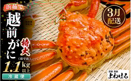 【先行予約】≪浜茹で≫ 天然 越前がに 特大 (茹で前1.1～1.3kg) × 1杯 【2026年3月上旬以降順次発送予定】冷蔵ですので、届いてすぐお召し上がりいただけます！ タグ付 福井を代表する冬の味覚！【越前ガニ 越前蟹 かに ずわい ズワイ 福井】[m17-x003_03]