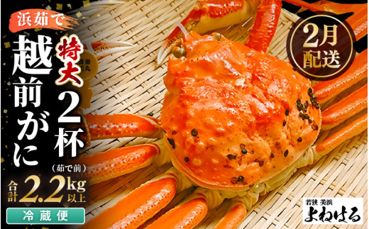 【先行予約】≪浜茹で≫ 天然 越前がに 特大 (茹で前1.1～1.3kg) × 2杯 【2026年2月上旬以降順次発送予定】冷蔵ですので、届いてすぐお召し上がりいただけます！ タグ付 福井を代表する冬の味覚！【越前ガニ 越前蟹 かに ずわい ズワイ 福井】[m17-x004_02]
