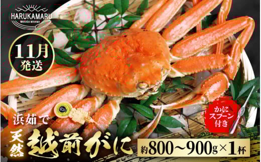 【先行予約】≪浜茹で≫ 地物！天然！越前がに 生の状態で約800g～900g × 1杯【2025年11月中旬以降順次発送予定】かにスプーン付き はるか丸厳選！獲れたて！茹でたてをお届けします！【冷蔵 本場の味 ボイル 越前ガニ 蟹 茹で ずわいがに ズワイガニ 福井 日本海】[m36-x003_11]