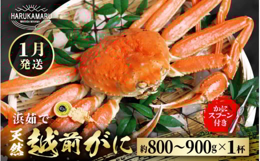 【先行予約】≪浜茹で≫ 地物！天然！越前がに 生の状態で約800g～900g × 1杯【2026年1月上旬以降順次発送予定】 かにスプーン付き はるか丸厳選！獲れたて！茹でたてをお届けします！【冷蔵 本場の味 ボイル 越前ガニ 蟹 茹で ずわいがに ズワイガニ 福井 日本海】[m36-x003_01]