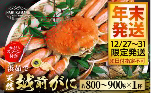 【先行予約】≪浜茹で≫ 地物！天然！越前がに 生の状態で約800g～900g × 1杯【年末発送12/27～12/31限定発送！】 かにスプーン付き はるか丸厳選！ 獲れたて！茹でたてをお届けします！【冷蔵 本場の味 ボイル 越前ガニ 蟹 茹で ずわいがに ズワイガニ 福井 日本海】[m36-x003_99]