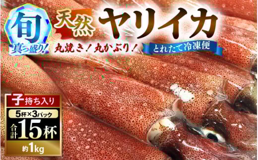 旬真っ盛りの 天然 ヤリイカ 約1kg（約15尾）とれたて冷凍便 丸焼き丸かぶり！福井 イカ いか ケンサキイカ 剣先イカ 海鮮 刺身 下処理済み 冷凍 イカ焼き 一夜干し[m21-a007]